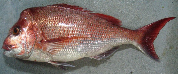 Scientists fast-track fish ageing research